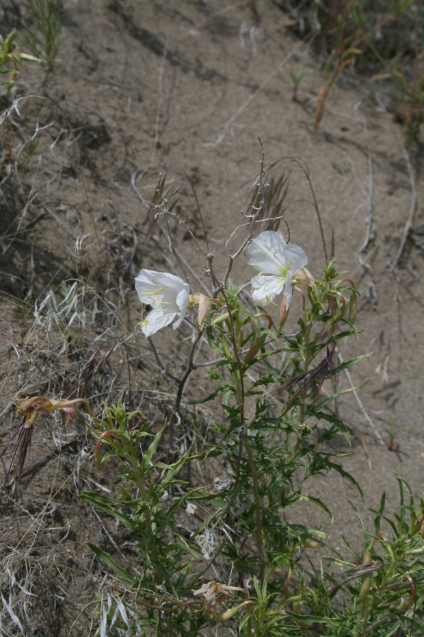 pale evening primrose(Oenothera pallida Lindl. )
